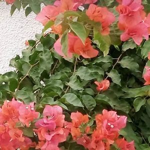 Meet your Posher, Hamida